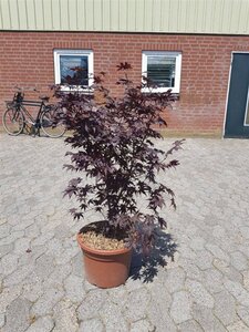 Acer pal. 'Bloodgood' 80-100 cm cont. 15L