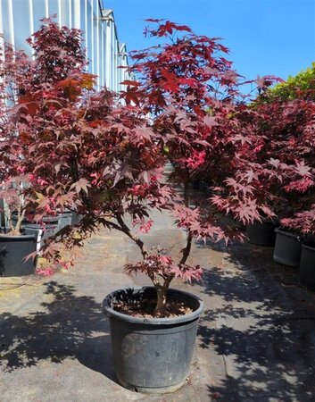 Acer pal. 'Bloodgood' 80-100 cm container - afbeelding 2
