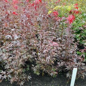 Acer pal. 'Bloodgood' 80-100 cm met kluit