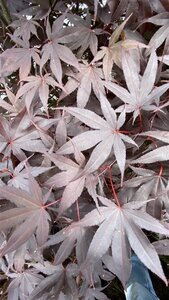 Acer pal. 'Bloodgood' 80-100 cm met kluit - afbeelding 2