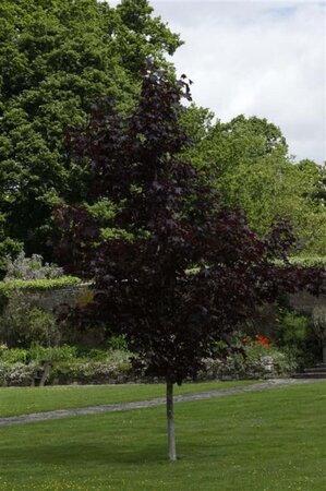 Acer plat. 'Crimson King' 12-14 Hoogstam draadkluit 2 X verplant