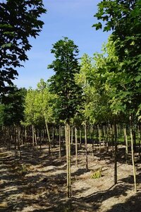 Acer plat. 'Columnare' 12-14 Hoogstam draadkluit 2 X verplant