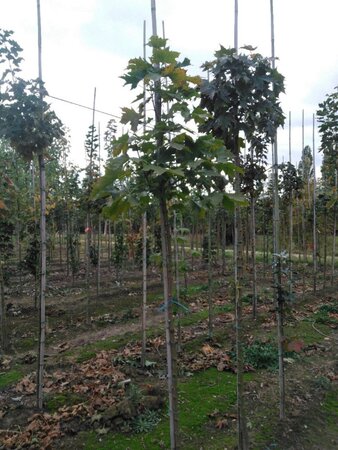 Acer plat. 'Columnare' 6-8 Hoogstam wortelgoed