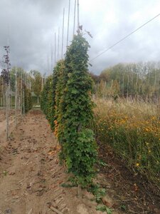 Acer plat. 'Columnare' 6-8 cm wortelgoed geveerd