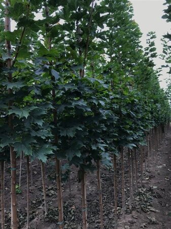 Acer plat. 'Columnare' 6-8 cm wortelgoed geveerd - afbeelding 2