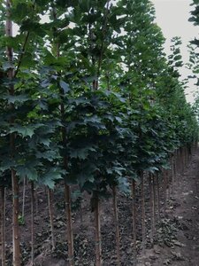 Acer plat. 'Columnare' 6-8 cm wortelgoed geveerd - afbeelding 2