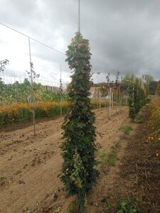 Acer plat. 'Columnare' 8-10 cm wortelgoed geveerd