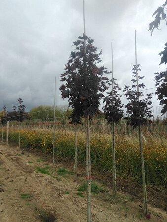 Acer plat. 'Crimson Sentry' 10-12 Hoogstam draadkluit - afbeelding 4