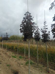 Acer plat. 'Crimson Sentry' 10-12 Hoogstam draadkluit - afbeelding 4