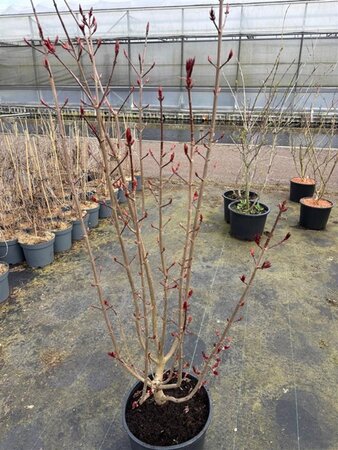 Acer plat. 'Crimson Sentry' 125-150 cm cont. 15L