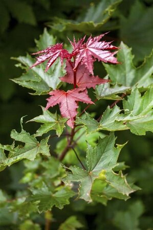 Acer plat. 'Crimson Sentry' 14-16 Hoogstam cont. 110L - afbeelding 1