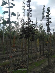 Acer plat. 'Crimson Sentry' 8-10 Hoogstam wortelgoed - afbeelding 4