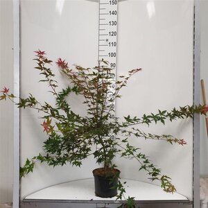 Acer pal. 'Deshojo' 50-60 cm cont. 5,0L