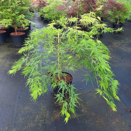 Acer pal. 'Dissectum' 30-40 cm cont. 5,0L - afbeelding 2