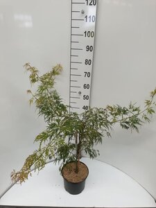 Acer pal. 'Dissectum' 30-40 cm cont. 5,0L - afbeelding 1