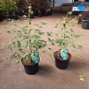 Acer pal. 'Dissectum' 30-40 cm cont. 5,0L