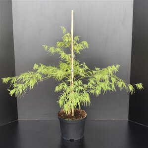 Acer pal. 'Dissectum' 30-40 cm cont. 5,0L - afbeelding 3