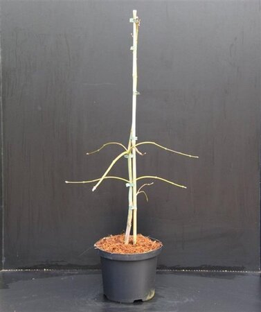 Acer pal. 'Dissectum' 30-40 cm cont. 5,0L - afbeelding 4