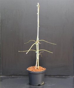 Acer pal. 'Dissectum' 30-40 cm cont. 5,0L - afbeelding 4