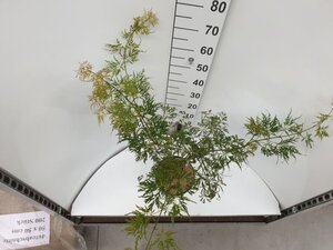 Acer pal. 'Dissectum' 30-40 cm cont. 5,0L - afbeelding 2