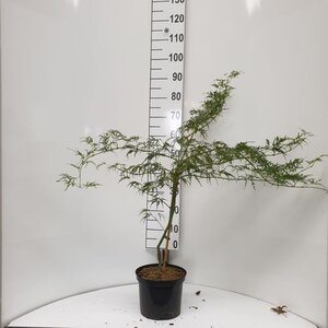 Acer pal. 'Dissectum' 30-40 cm cont. 5,0L - afbeelding 3
