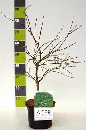 Acer pal. 'Dissectum' 40-50 cm cont. 4,0L - afbeelding 1
