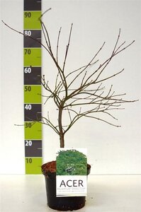 Acer pal. 'Dissectum' 40-50 cm cont. 4,0L