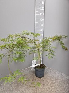 Acer pal. 'Dissectum' 40-50 cm cont. 4,0L - afbeelding 2