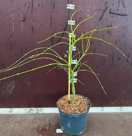 Acer pal. 'Dissectum' 40-50 cm cont. 5,0L - afbeelding 8