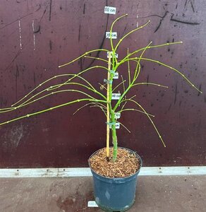 Acer pal. 'Dissectum' 40-50 cm cont. 5,0L - afbeelding 8