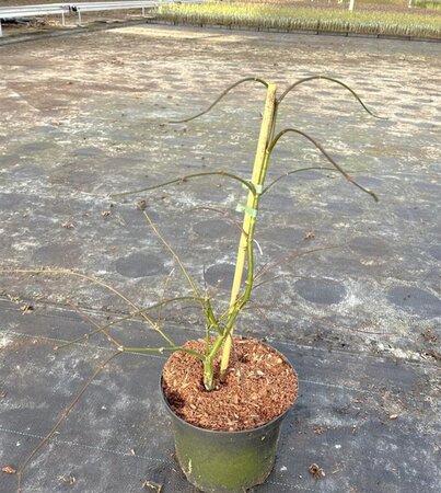 Acer pal. 'Dissectum' 40-50 cm cont. 5,0L - afbeelding 7