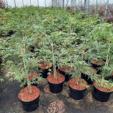 Acer pal. 'Dissectum' 40-50 cm cont. 5,0L - afbeelding 12