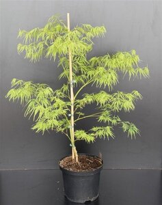 Acer pal. 'Dissectum' 40-50 cm cont. 5,0L - afbeelding 2