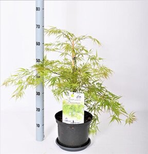 Acer pal. 'Dissectum' 40-50 cm cont. 5,0L - afbeelding 6