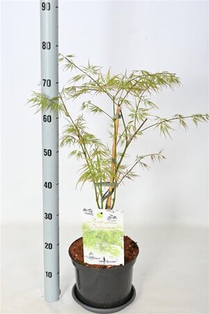Acer pal. 'Dissectum' 40-50 cm cont. 5,0L - afbeelding 5