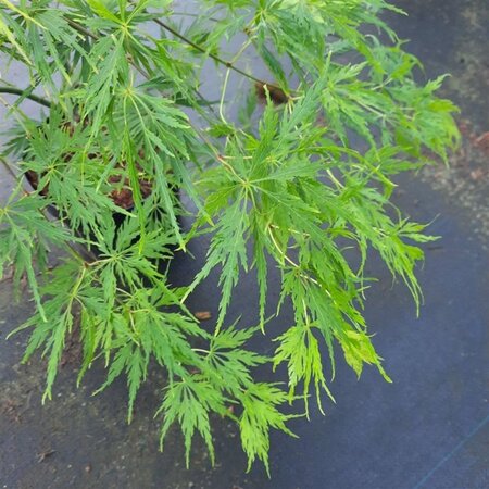 Acer pal. 'Dissectum' 40-50 cm cont. 5,0L - afbeelding 11