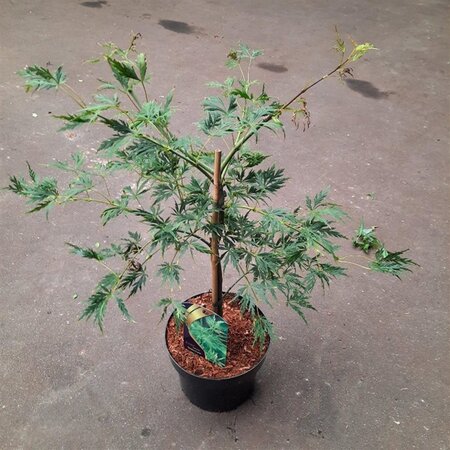 Acer pal. 'Dissectum' 40-50 cm cont. 5,0L - afbeelding 10