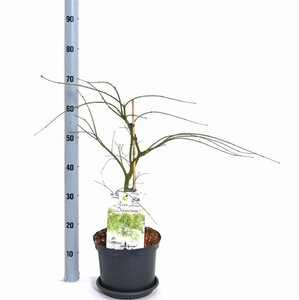 Acer pal. 'Dissectum' 40-50 cm cont. 5,0L - afbeelding 4