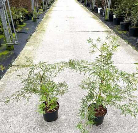Acer pal. 'Dissectum' 40-50 cm cont. 5,0L - afbeelding 3