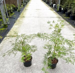 Acer pal. 'Dissectum' 40-50 cm cont. 5,0L - afbeelding 3