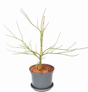 Acer pal. 'Dissectum' 40-50 cm cont. 5,0L - afbeelding 2