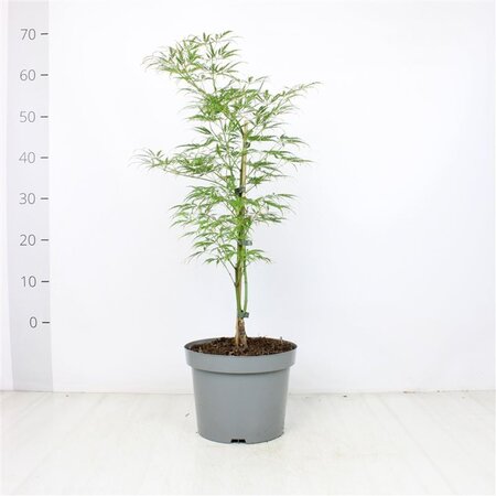 Acer pal. 'Dissectum' 40-50 cm cont. 5,0L - afbeelding 14