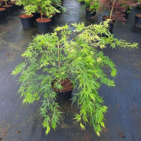 Acer pal. 'Dissectum' 40-50 cm cont. 5,0L - afbeelding 9