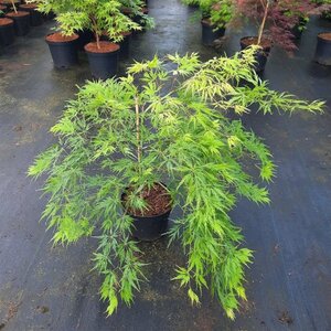 Acer pal. 'Dissectum' 40-50 cm cont. 5,0L - afbeelding 9
