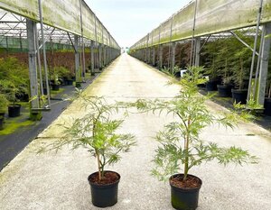 Acer pal. 'Dissectum' 40-50 cm cont. 5,0L - afbeelding 13