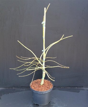 Acer pal. 'Dissectum' 40-50 cm cont. 5,0L - afbeelding 14