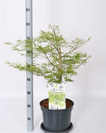 Acer pal. 'Dissectum' 50-60 cm cont. 12L - afbeelding 1