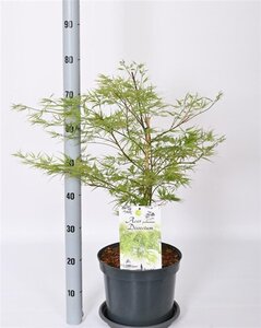 Acer pal. 'Dissectum' 50-60 cm cont. 12L