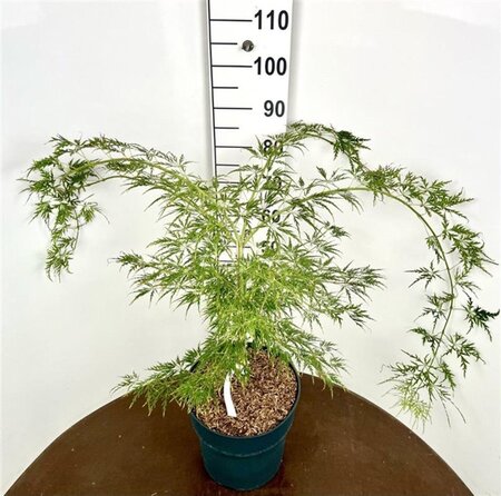 Acer pal. 'Dissectum' 50-60 cm cont. 12L - afbeelding 6