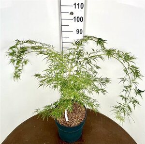 Acer pal. 'Dissectum' 50-60 cm cont. 12L - afbeelding 6